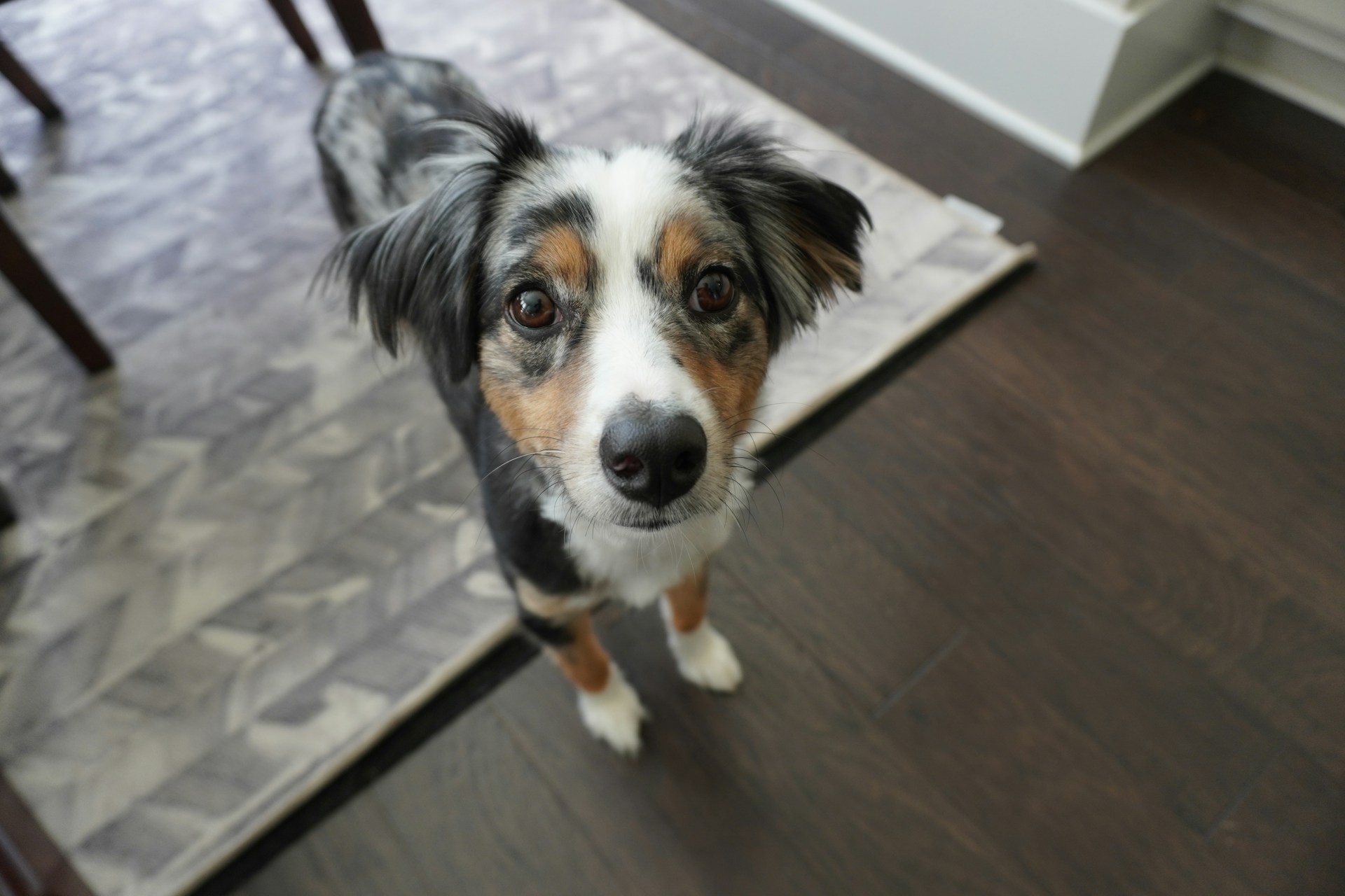 Waterproof luxury vinyl plank flooring